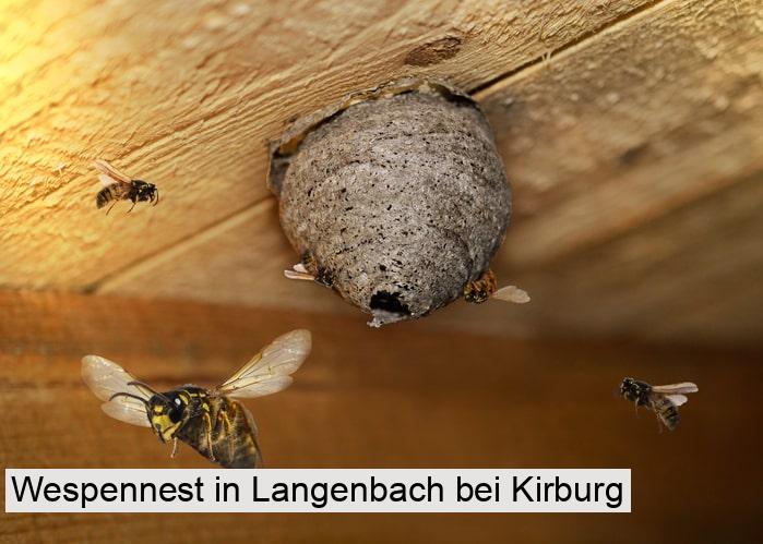 Wespennest in Langenbach bei Kirburg